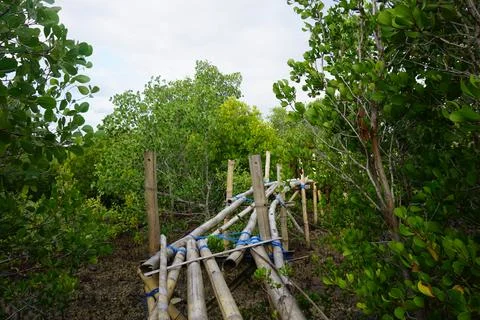 Bamboo Structure in Mangrove Forest Stock Photos