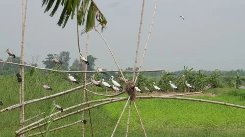 Bamboo Structures Video stock 336687136