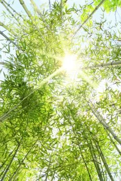 Bamboo sunbeams Stock Photos