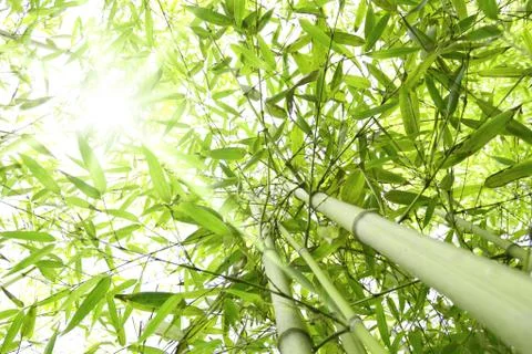 Bamboo sunbeams Stock Photos
