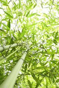 Bamboo sunbeams Stock Photos