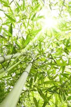 Bamboo sunbeams Stock Photos