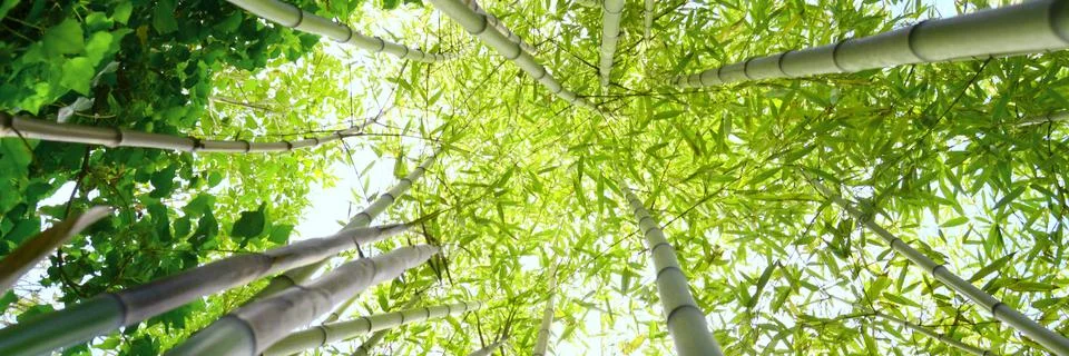 Bamboo sunbeams Stock Photos