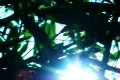 Bamboo Sunlight 1 Loop Footage