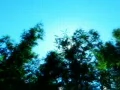 Bamboo Sunlight 4 dolly Web Footage