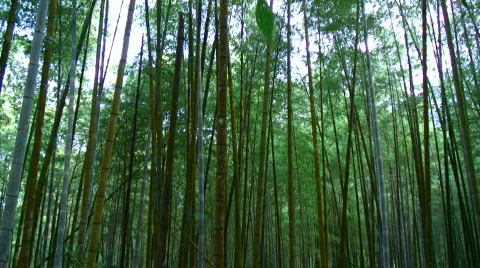 Bamboo sunrise timelapse Stock Footage 330541