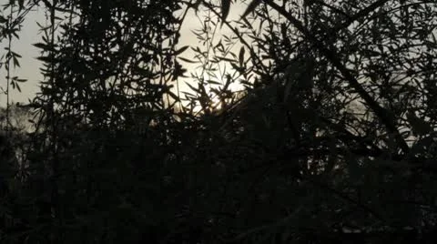 Bamboo with sunset behind Video stock 8976547