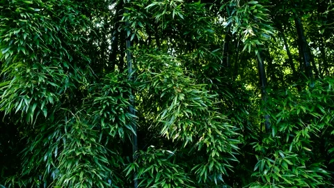 Bamboo Sunshine Video stock 177829250