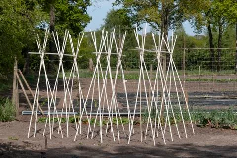 Bamboo: a support frame ready for climbing beans and peas in a vegatable gard Foto stock