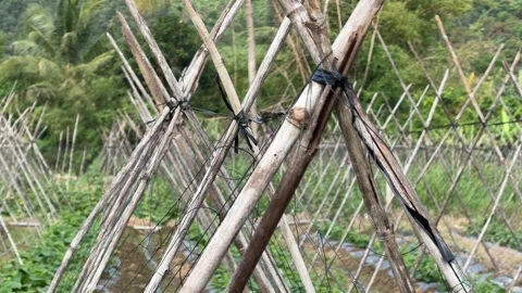 Bamboo support rows are installed along cultivated beds prepared for luffa Stock Footage 335443180