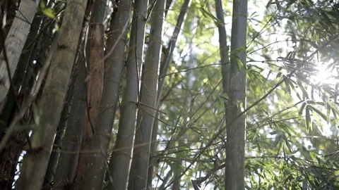 Bamboo swaying Stock Footage