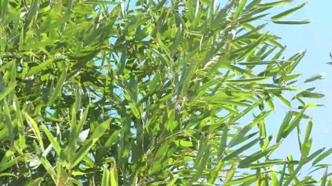Bamboo swaying in the wind Stock Footage 133541823