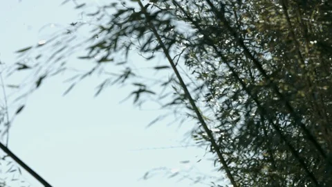 Bamboo Sways in the Wind Stock Footage 91046320