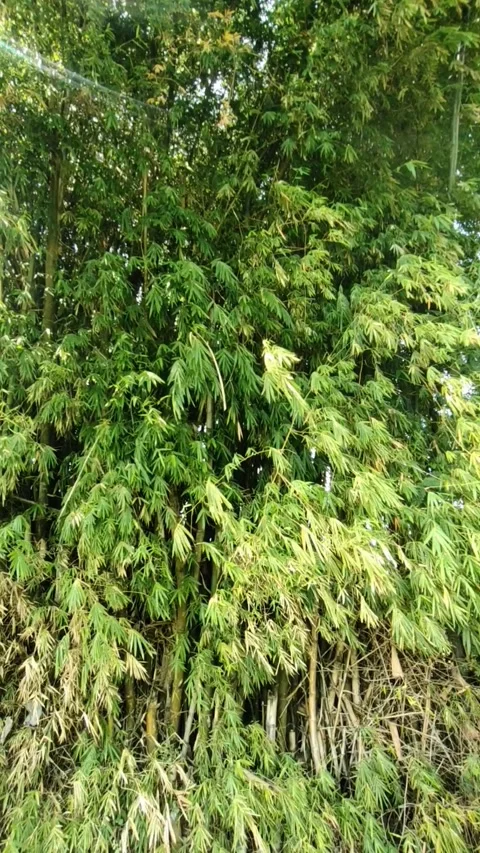 Bamboo Sways in The Wind Stock Footage 278846144