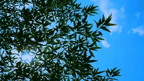 The bamboo sways in the wind in front of a bright sun Stock Footage 76415121
