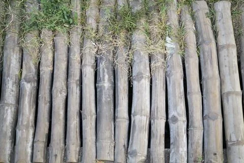 Bamboo texture background arranged with grass for bridge Stock Photos