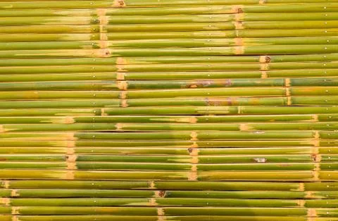 Bamboo texture background Stock Photos