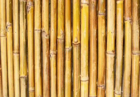 Bamboo texture Stock Photos