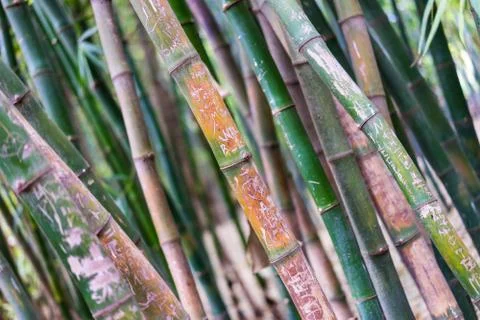 Bamboo texture Stock Photos