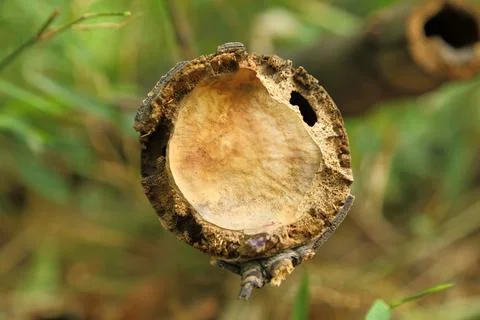 Bamboo texture Stock Photos