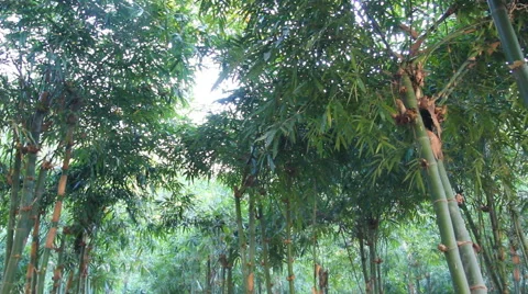 Bamboo in the thailand forest Stock Footage 45305153