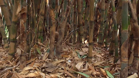 Bamboo with thick tall stems grows in the park Stock Footage 121388607