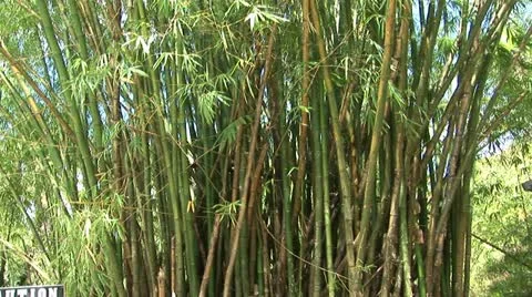 Bamboo thicket Video stock 12573598