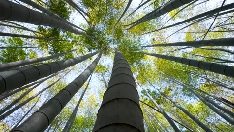 Bamboo thicket Stock Footage 302266043