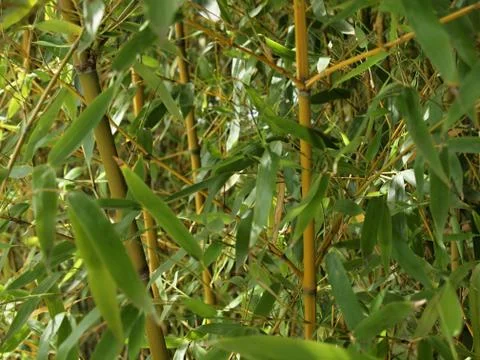 Bamboo thicket Stock Photos