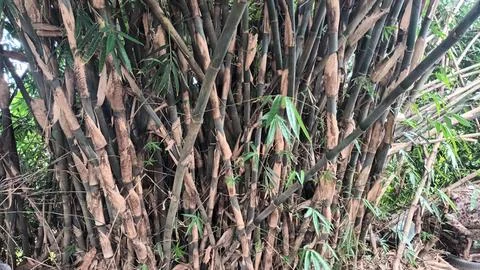 Bamboo Thicket Stock Photos