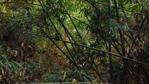Bamboo thickets Stock Footage 109779853