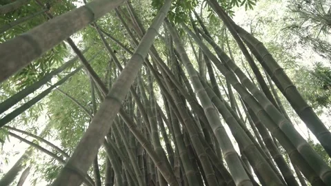 Bamboo Tilt down on angle Video stock 145571778