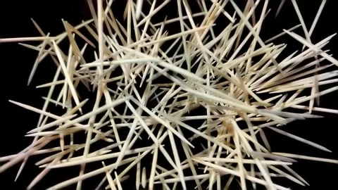 Bamboo toothpicks in super slow motion Video stock 279456463