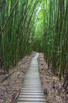 Bamboo trail Stock Photos