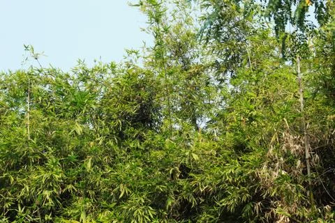 Bamboo tree background Stock Photos