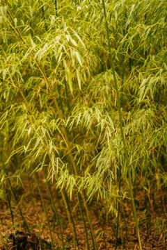 Bamboo tree background Stock Photos