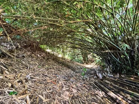 Bamboo tree background Stock Photos