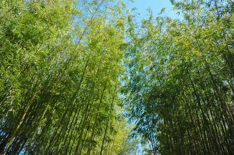 Bamboo tree background Foto stock