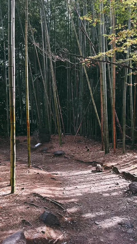 Bamboo tree, bamboo forest, forest, tree, nature, trees, green Stock Footage 257824097