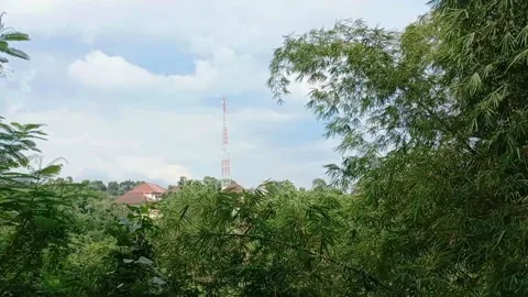 Bamboo tree blow by the wind Video stock 229676710