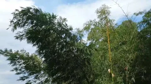 Bamboo tree blow by the wind Video stock 229676711