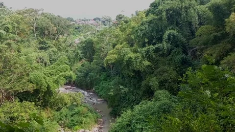 Bamboo tree blow by the wind Video stock 229676741