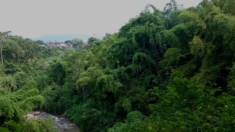 Bamboo tree blow by the wind Video stock 229676749