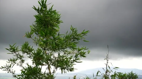 Bamboo tree blowing in gentle to moderate breeze. Video stock 49689727