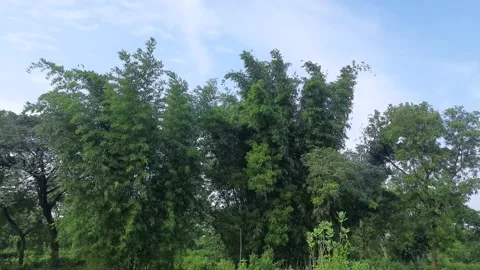 Bamboo tree in blue sky background. Stock Footage 159589899