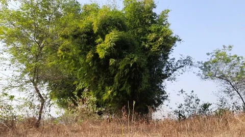 Bamboo tree in blue sky background. Stock Footage 162880426