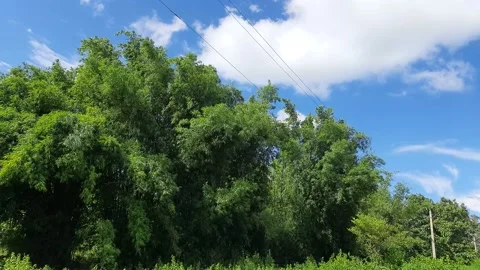 Bamboo tree in blue sky background. Stock Footage 217912091