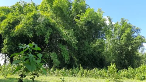 Bamboo tree in blue sky background. Видео 217915984