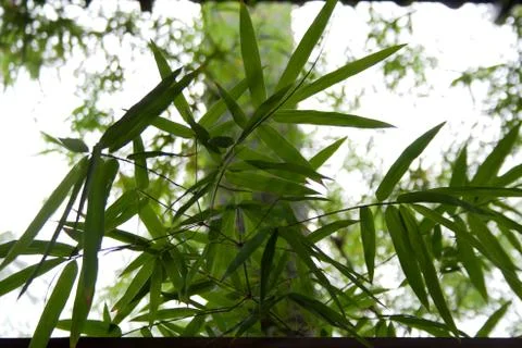 Bamboo tree branch Stock Photos