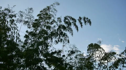 Bamboo tree branches blowing in the wind Stock Footage 46660410